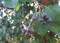 English Ivy / Hedera helix